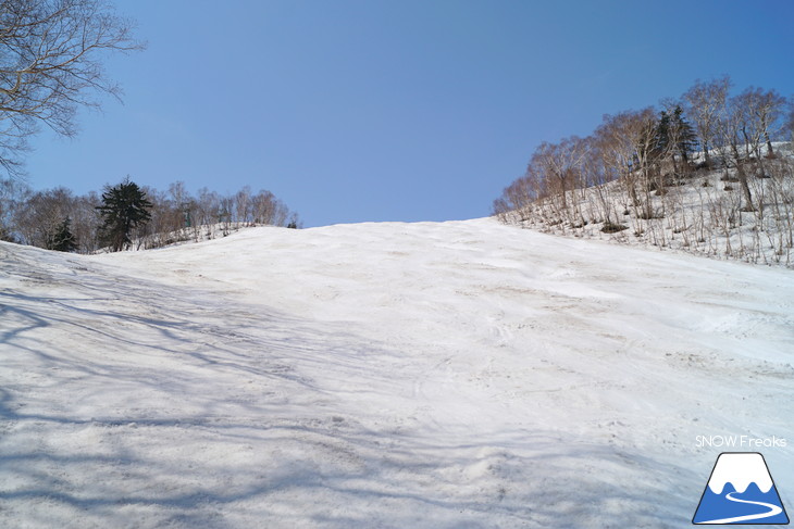 サッポロテイネ 現在積雪 215cm。山麓まで思いっきり滑れます！